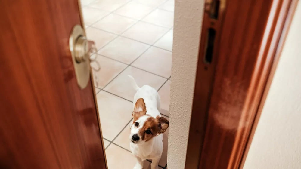 Deurbeslag voor dierenliefhebbers|Deurbeslag voor dieren